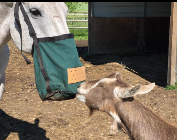 Heavy-Duty Breathable Mesh Grain Feed Bag with Nose Muzzle Special Purpose Case for Efficient Storage and Transport - 画像 6